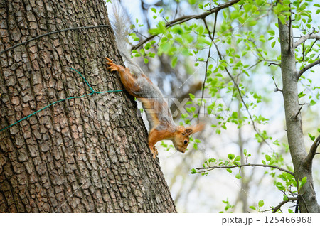 Squirrel climbing down tree and reaching for branch. Squirrel climbing down tree and reaching for branch. 125466968