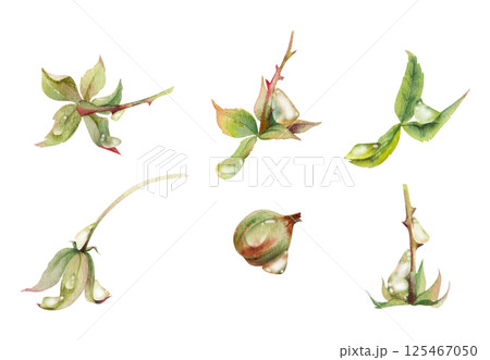 Raspberry fruit receptacle seed pod torus cluster petals leaves on stem in water dew drops, hand drawn in watercolor, forest dewberry mulberry cloudberry. Botanical isolated element illustration set Raspberry fruit receptacle seed pod torus cluster petals leaves on stem in water dew drops, hand drawn in watercolor, forest dewberry mulberry cloudberry. Botanical isolated element illustration set 125467050