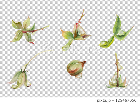 Raspberry fruit receptacle seed pod torus cluster petals leaves on stem in water dew drops, hand drawn in watercolor, forest dewberry mulberry cloudberry. Botanical isolated element illustration set Raspberry fruit receptacle seed pod torus cluster petals leaves on stem in water dew drops, hand drawn in watercolor, forest dewberry mulberry cloudberry. Botanical isolated element illustration set 125467050