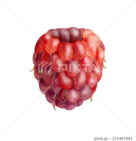 Raspberry ripe sloe fruit hand drawn in watercolor, garden berry dewberry boysenberry mulberry loganberry cloudberry. Botanical isolated illustration. Recipe book, craft farmers market, eco gardening 125467061