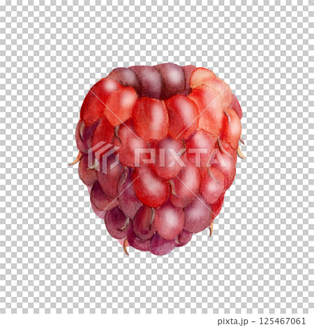 Raspberry ripe sloe fruit hand drawn in watercolor, garden berry dewberry boysenberry mulberry loganberry cloudberry. Botanical isolated illustration. Recipe book, craft farmers market, eco gardening 125467061