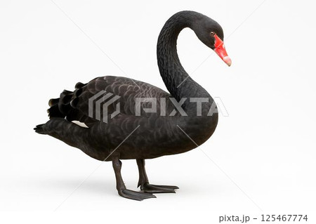 黒鳥 125467774