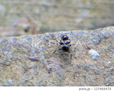 A close-up photo of a black carpenter ant on a textured surface, showcasing its segmented body and antennae. A close-up photo of a black carpenter ant on a textured surface, showcasing its segmented body and antennae. 125468478