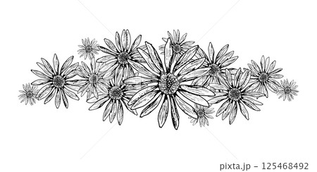 Vector illustration of blooming field flowers in black and white. Hand-drawn botanical border with daisy-like herbs. Perfect for packaging, prints, wedding decor, natural and eco projects. 125468492