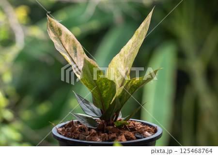 Greenery background nature plant leaf (Anthurium) Greenery background nature plant leaf (Anthurium) 125468764