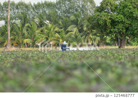 Nature of sweet potatoes plantation, yam farming 125468777
