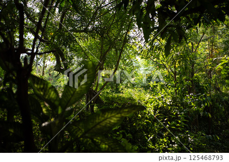 Greenery background of nature plant and leaf Greenery background of nature plant and leaf 125468793