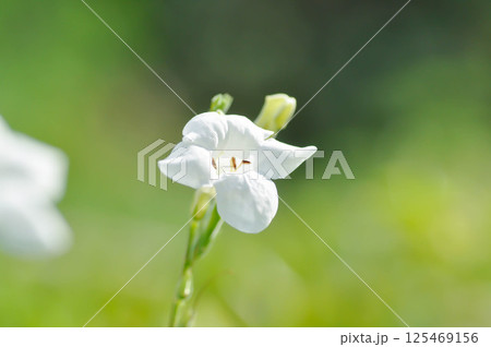 Asystasia gangetica Anderson, Asystasia gangetica L T Anders or  Baya or Chinese violet or Coromandel or Creeping foxglove or  Ganges Primrose or  Ganges River asystacia  125469156