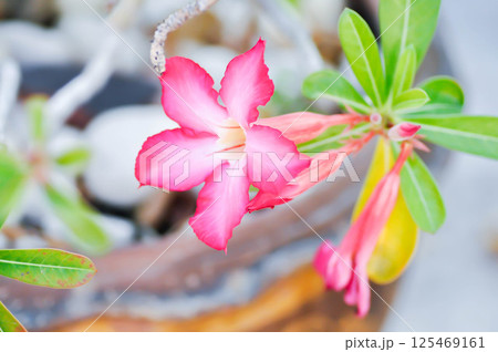 Desert rose, Impala lily or adenium obesum 125469161