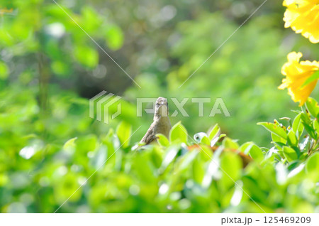 Great reed warblerBird or a bird 125469209