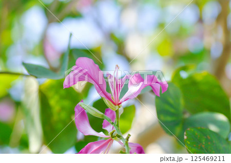 Purple Orchid Tree, Hong Kong Orchid Tree or Purple Bauhinia or Bauhinia purpurea L or pink flower 125469211