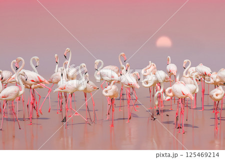 Greater Flamingo, Phoenicopterus ruber 125469214