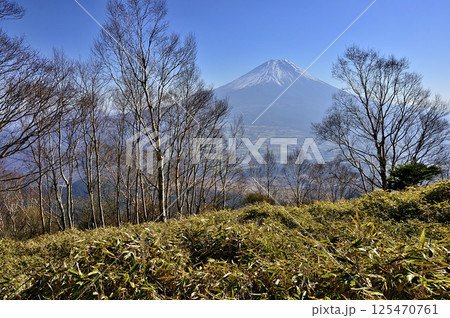 天子山地の雨ヶ岳山頂より　ダケカンバの森と富士山 125470761