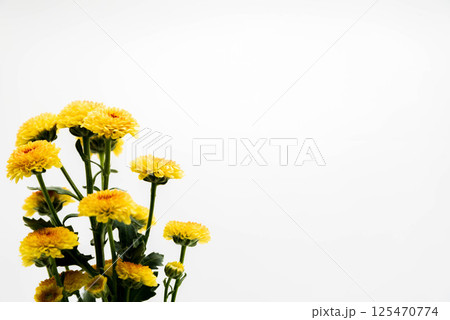 スプレー菊 125470774
