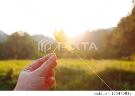 Hand holding blooming a single yellow cosmos flower in warm sunset in paddy rice fields with valley mountain in sunlight of Thailand. Natural background Hand holding blooming a single yellow cosmos flower in warm sunset in paddy rice fields with valley mountain in sunlight of Thailand. Natural background 125470935