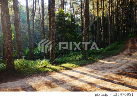 Beautiful pine forest and walking route dirty on the mountain with blue sky in natural sunlight Beautiful pine forest and walking route dirty on the mountain with blue sky in natural sunlight 125470951