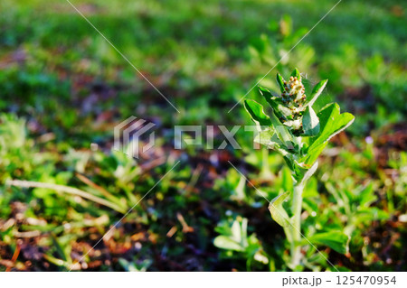 Close up blooming green wildflower on green lawn field in natural sunlight. Copy space Close up blooming green wildflower on green lawn field in natural sunlight. Copy space 125470954