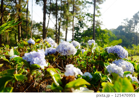 Blooming purple and violet Hydrangea flowers on green lawn field of mountain in natural sunlight on summer of garden Blooming purple and violet Hydrangea flowers on green lawn field of mountain in natural sunlight on summer of garden 125470955