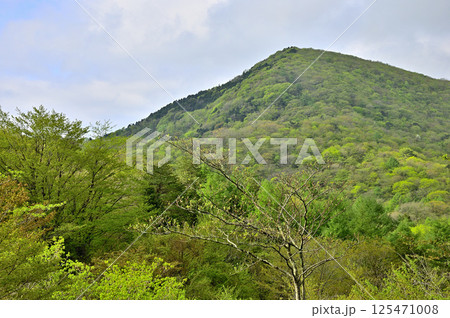 丹沢 新緑の甲相国境尾根 高指山より大岩を望む 丹沢 新緑の甲相国境尾根 高指山より大岩を望む 125471008