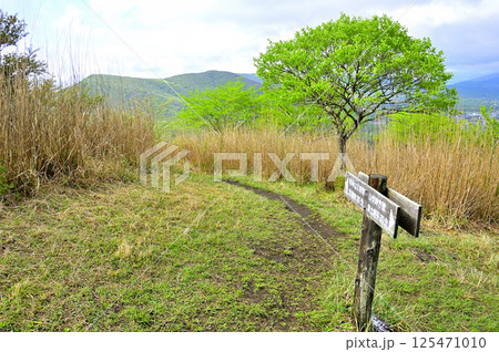 丹沢の甲相国境尾根　新緑の高指山山頂と鉄砲木ノ頭（明神山） 125471010