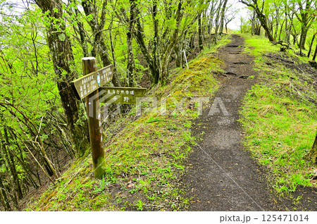 丹沢の高指山 新緑の尾根道 平野分岐 丹沢の高指山 新緑の尾根道 平野分岐 125471014