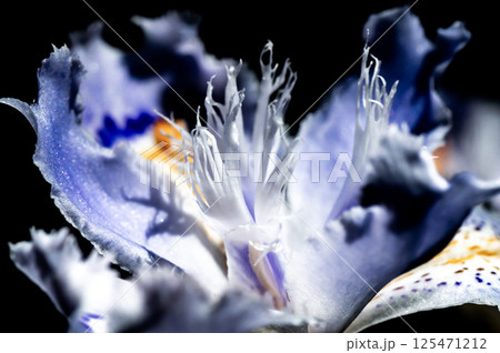 シャガの花 125471212