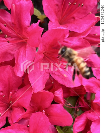 鮮やかなツツジの蜜を吸うミツバチ 125471246