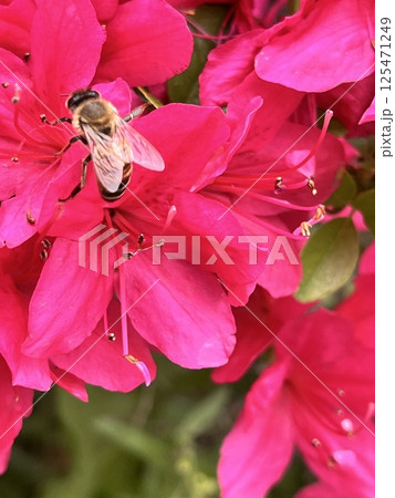 鮮やかなツツジの蜜を吸うミツバチ 125471249
