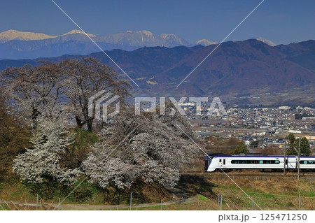 旧勝沼駅のスイッチバック線の桜と中央本線 125471250