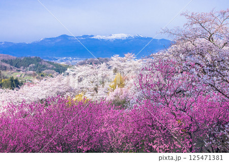 【福島県_花見山公園】山一面が百花繚乱(ひゃっかりょうらん) 【福島県_花見山公園】山一面が百花繚乱(ひゃっかりょうらん) 125471381