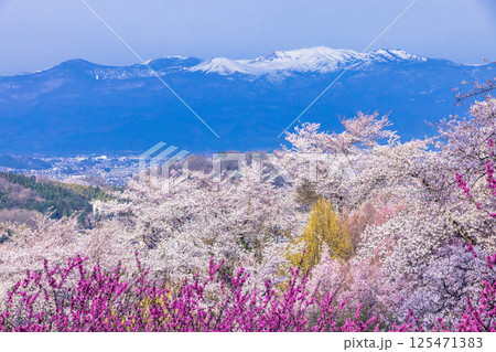 【福島県_花見山公園】山一面が百花繚乱(ひゃっかりょうらん) 【福島県_花見山公園】山一面が百花繚乱(ひゃっかりょうらん) 125471383