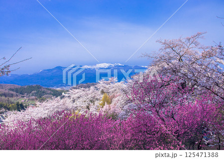 【福島県_花見山公園】山一面が百花繚乱(ひゃっかりょうらん) 【福島県_花見山公園】山一面が百花繚乱(ひゃっかりょうらん) 125471388