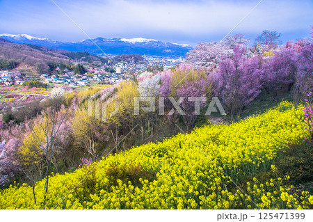 【福島県_花見山公園】山一面が百花繚乱(ひゃっかりょうらん) 【福島県_花見山公園】山一面が百花繚乱(ひゃっかりょうらん) 125471399
