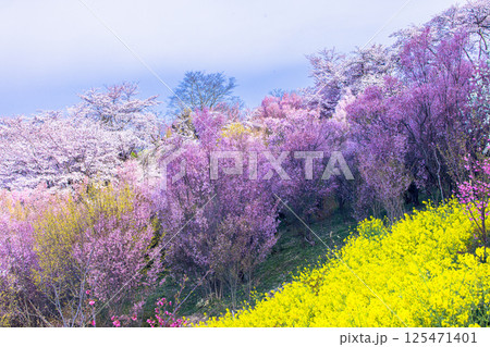 【福島県_花見山公園】山一面が百花繚乱(ひゃっかりょうらん) 【福島県_花見山公園】山一面が百花繚乱(ひゃっかりょうらん) 125471401