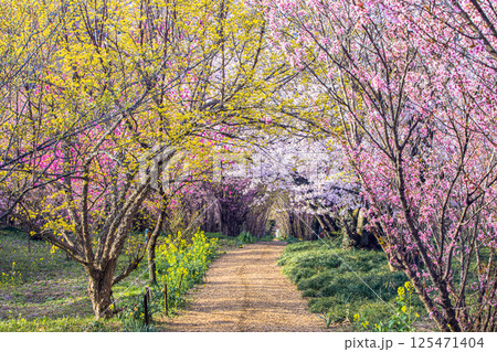 【福島県_花見山公園】山一面が百花繚乱（ひゃっかりょうらん） 125471404