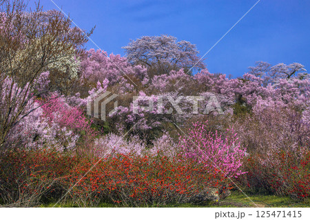 【福島県_花見山公園】山一面が百花繚乱（ひゃっかりょうらん） 125471415