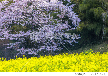 【福島県_花見山公園】山一面が百花繚乱(ひゃっかりょうらん) 【福島県_花見山公園】山一面が百花繚乱(ひゃっかりょうらん) 125471424