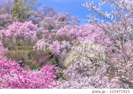 【福島県_花見山公園】山一面が百花繚乱（ひゃっかりょうらん） 125471425
