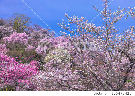【福島県_花見山公園】山一面が百花繚乱(ひゃっかりょうらん) 【福島県_花見山公園】山一面が百花繚乱(ひゃっかりょうらん) 125471426