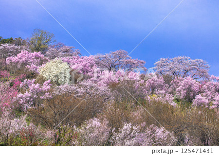 【福島県_花見山公園】山一面が百花繚乱（ひゃっかりょうらん） 125471431