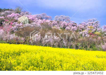 【福島県_花見山公園】山一面が百花繚乱(ひゃっかりょうらん) 【福島県_花見山公園】山一面が百花繚乱(ひゃっかりょうらん) 125471432