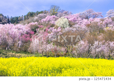 【福島県_花見山公園】山一面が百花繚乱（ひゃっかりょうらん） 125471434