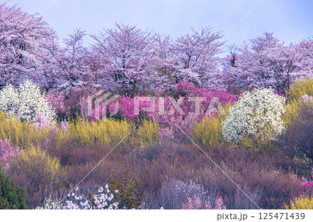 【福島県_花見山公園】山一面が百花繚乱（ひゃっかりょうらん） 125471439