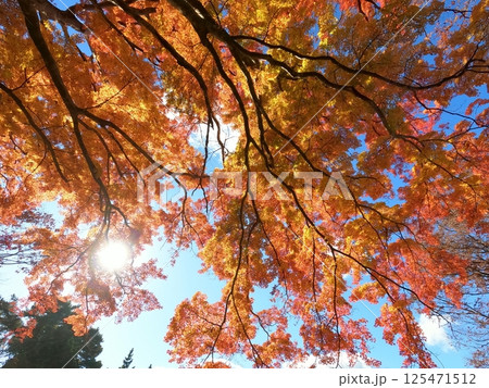 八幡神社の紅葉 八幡神社の紅葉 125471512