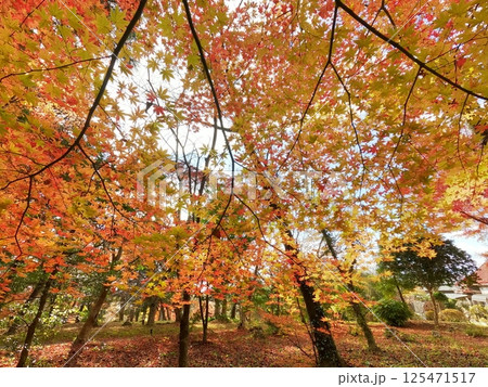 八幡神社の紅葉 八幡神社の紅葉 125471517