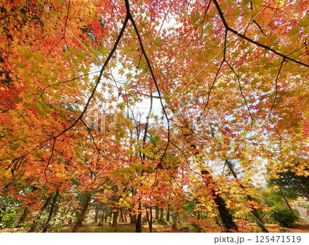 八幡神社の紅葉 125471519