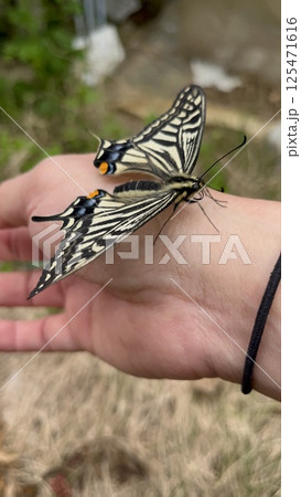 手のひらにとまるアゲハチョウ 125471616