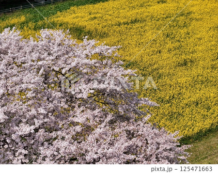 川渡温泉河川敷の満開の桜　空撮 125471663