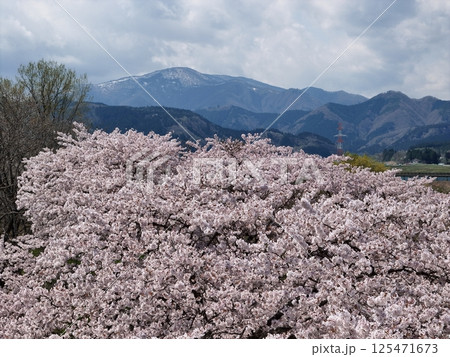 川渡温泉河川敷の満開の桜　空撮 125471673