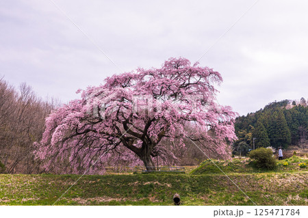 【福島県_芳水の桜】池の水面に優美な姿を映す枝垂れ桜 125471784
